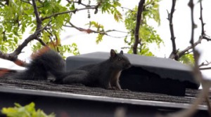 squirrel on roof