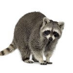 raccoon