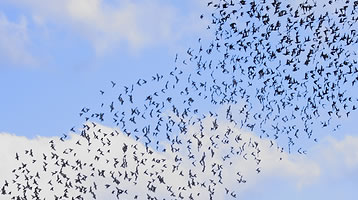 starlings